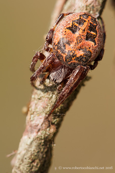 Araneidae: Larinioides cfr. cornutus - colline bolognesi